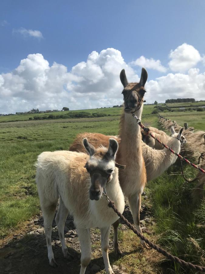 The Beautiful Lazy Llama Shepherd Hut Farm Stay باليشانون المظهر الخارجي الصورة