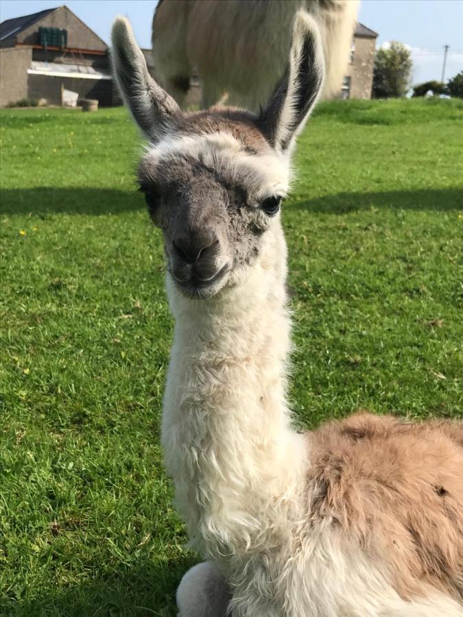 The Beautiful Lazy Llama Shepherd Hut Farm Stay باليشانون المظهر الخارجي الصورة
