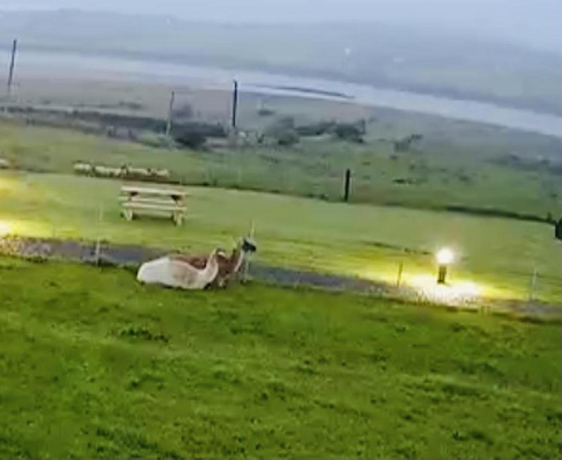 The Beautiful Lazy Llama Shepherd Hut Farm Stay باليشانون المظهر الخارجي الصورة